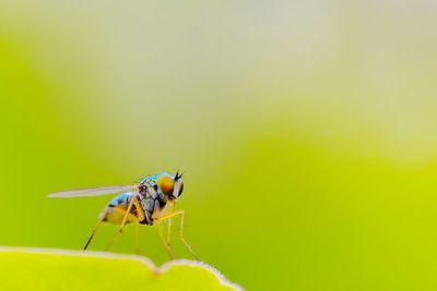 Close-up of fly on leaf