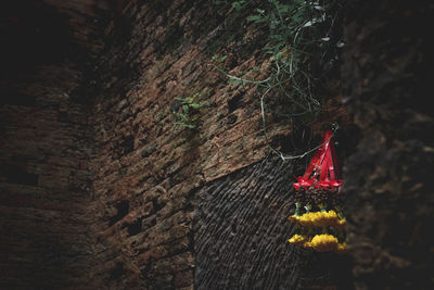 Close-up of red flower hanging on tree trunk against wall