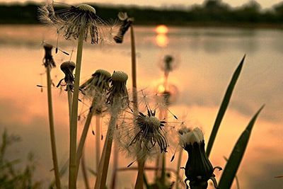 Close-up of plants at sunset