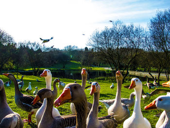 Flock of birds on the lake