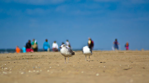 Seagull at the hot summer beach with people in the background.