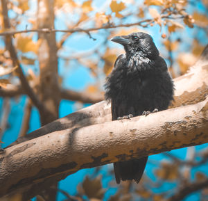 Low angle view of bird perching on branch