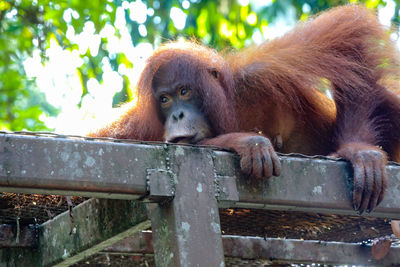 Monkey looking away