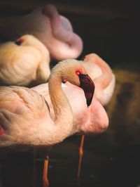 Close-up of bird