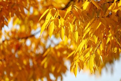Close-up of yellow leaves on plant during autumn