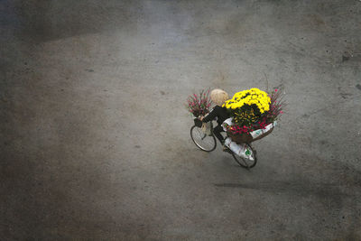 High angle view of yellow flower on street