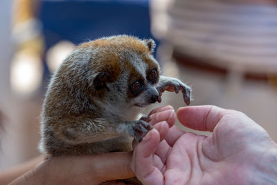 Cropped hands of man holding lemur