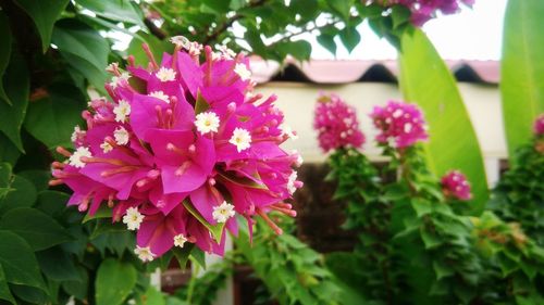 Close-up of pink flowers blooming outdoors
