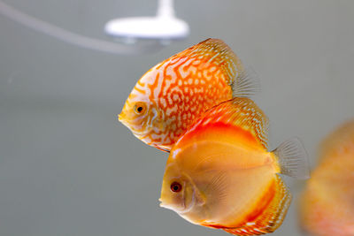 Close-up of fish swimming in water