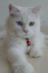 Close-up portrait of white cat at home