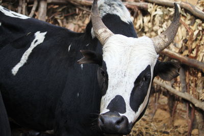 Close-up of cow