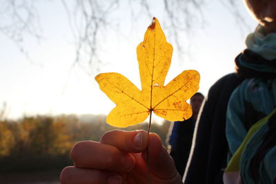 Close-up of hand holding maple leaf during autumn