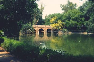 Reflection of trees in water