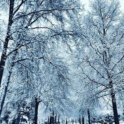 Low angle view of bare trees