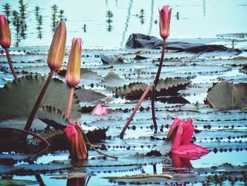 Water lilies amidst leaves blooming in pond