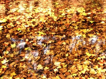 Full frame shot of dry leaves floating on water