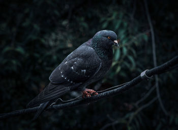 Close-up of bird perching on branch