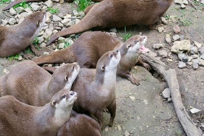 High angle view of animals in field