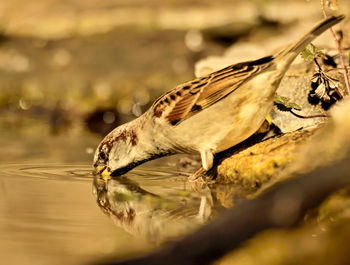 Close-up of bird perching on branch