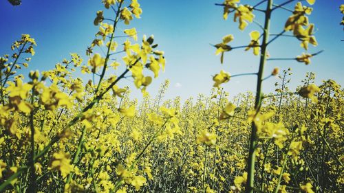 Field of mustard plants bloom bright yellow in spring