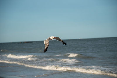 Seagull flying over sea against clear sky