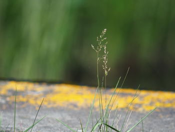 Close-up of plant growing on field