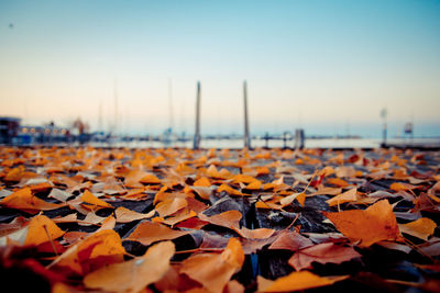 Close-up of autumn leaves fallen on water