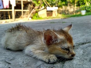 Close-up of cat sleeping on street