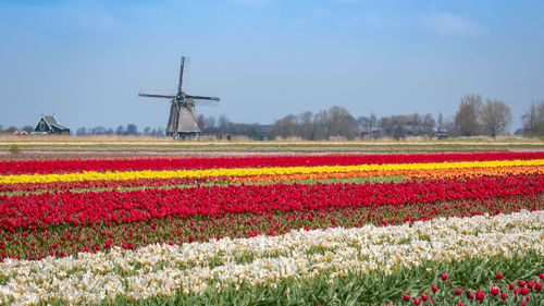 Scenic view of flowering field against sky