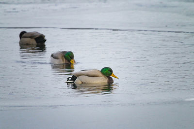 Swans swimming in lake