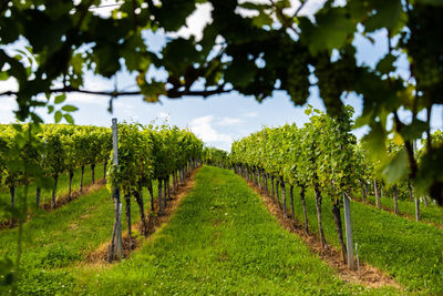 Vineyard against sky