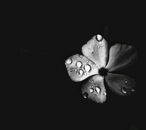 Close-up of raindrops on leaf against black background