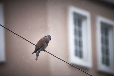 Close-up of bird perching on water
