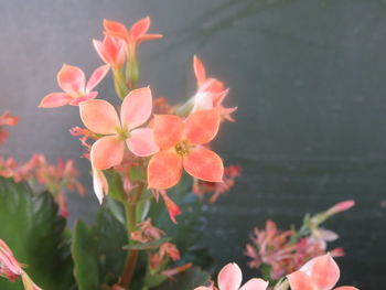 Close-up of flowers blooming outdoors