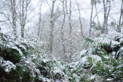 Trees growing in forest during winter
