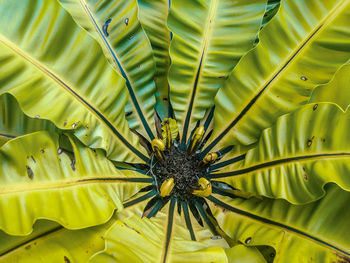 Close-up of insect on plant