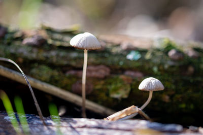 Close-up of mushroom growing in forest