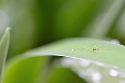 Close-up of wet leaf