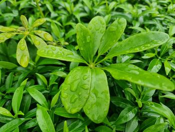 High angle view of raindrops on plant