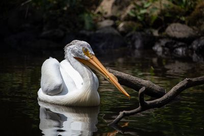 Close-up of pelican