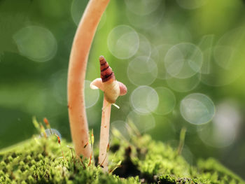 Close-up of insect on plant