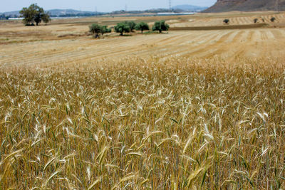 Wheat field against sky