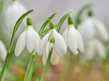 Close-up of white flowering plant