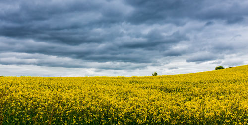 Scenic view of field against sky