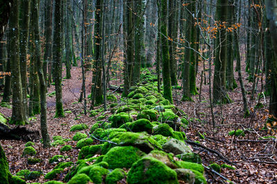 Trees growing in forest