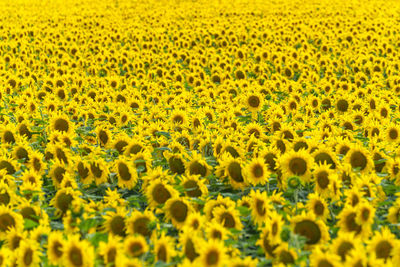 Scenic view of sunflower field