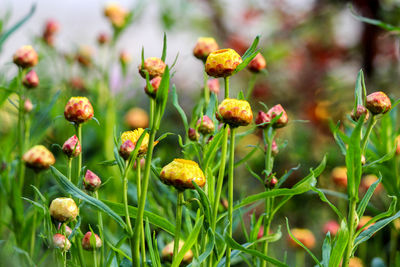 Close-up of flowering plants on field