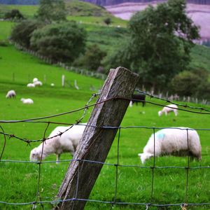 Low angle view of sheep grazing on grassy field