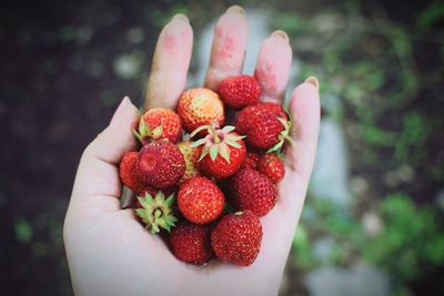 Midsection of person holding strawberries