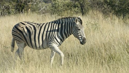 Side view of a zebra